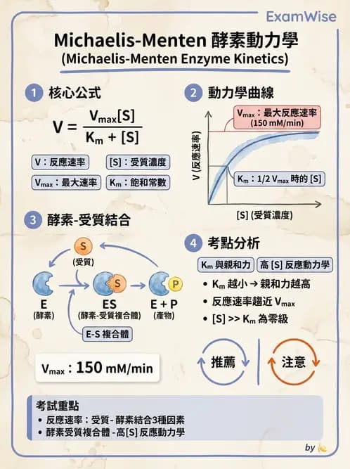 醫檢師 - 臨床酵素學基礎 - AI 圖文解析預覽