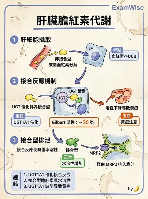 醫檢師 - 肝臟機能與胰臟酵素 - AI 圖文解析預覽
