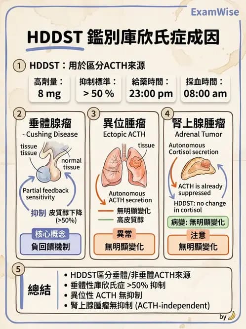 醫檢師 - 腎上腺與生殖內分泌 - AI 圖文解析預覽