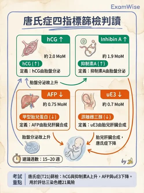 醫檢師 - 腎上腺與生殖內分泌 - AI 圖文解析預覽