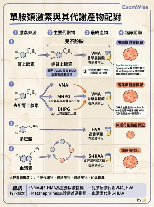 醫檢師 - 腎上腺與生殖內分泌 - AI 圖文解析預覽