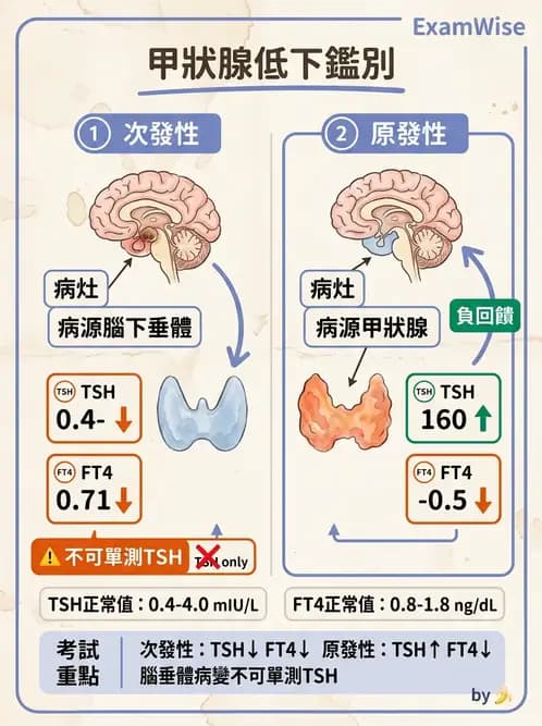 醫檢師 - 甲狀腺與垂體內分泌 - AI 圖文解析預覽