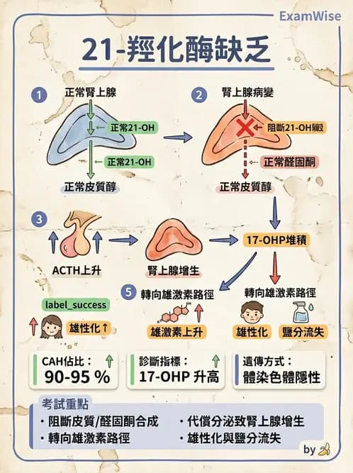醫檢師 - 腎上腺與生殖內分泌 - AI 圖文解析預覽