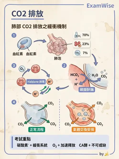醫檢師 - 血液氣體分析及酸鹼平衡 - AI 圖文解析預覽
