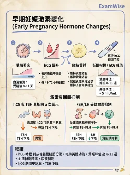 醫檢師 - 腎上腺與生殖內分泌 - AI 圖文解析預覽