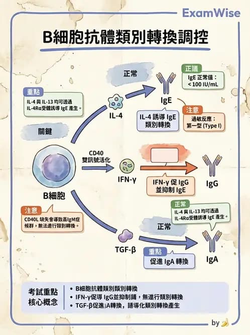 醫檢師 - 細胞激素與抗原呈獻 - AI 圖文解析預覽