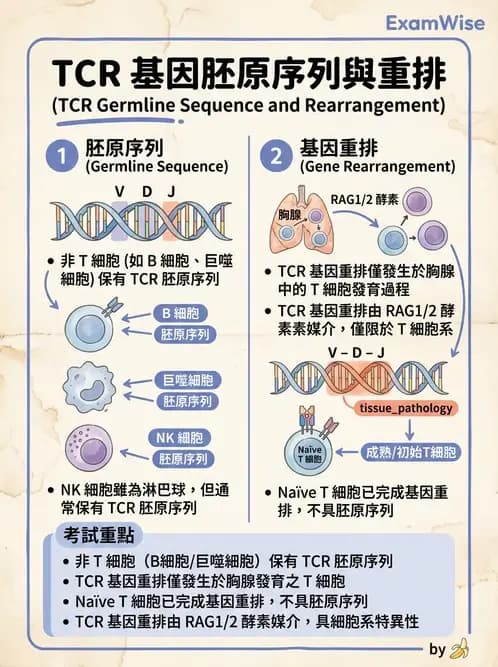 醫檢師 - T細胞發育與功能 - AI 圖文解析預覽