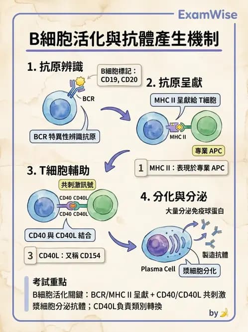 醫檢師 - B細胞發育與抗體生成 - AI 圖文解析預覽