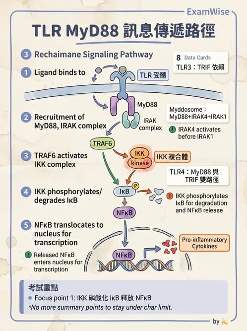 醫檢師 - 先天免疫與補體系統 - AI 圖文解析預覽