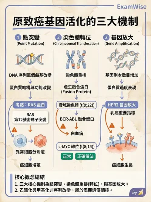 醫檢師 - 腫瘤免疫學免疫療法及疫苗 - AI 圖文解析預覽