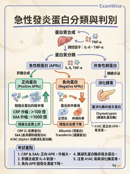 醫檢師 - 急性發炎蛋白與微生物感染血清學 - AI 圖文解析預覽