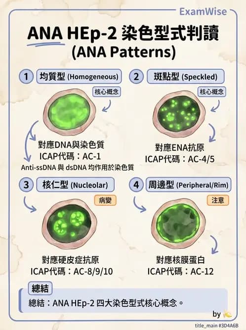 醫檢師 - 全身性紅斑性狼瘡與抗磷脂質症候群 - AI 圖文解析預覽