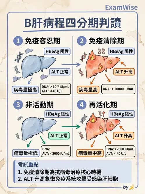 醫檢師 - B型肝炎病毒 - AI 圖文解析預覽