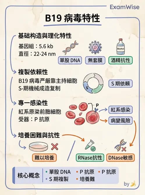 醫檢師 - 細小病毒與多瘤病毒 - AI 圖文解析預覽