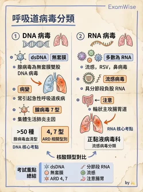 醫檢師 - 腺病毒與痘病毒 - AI 圖文解析預覽