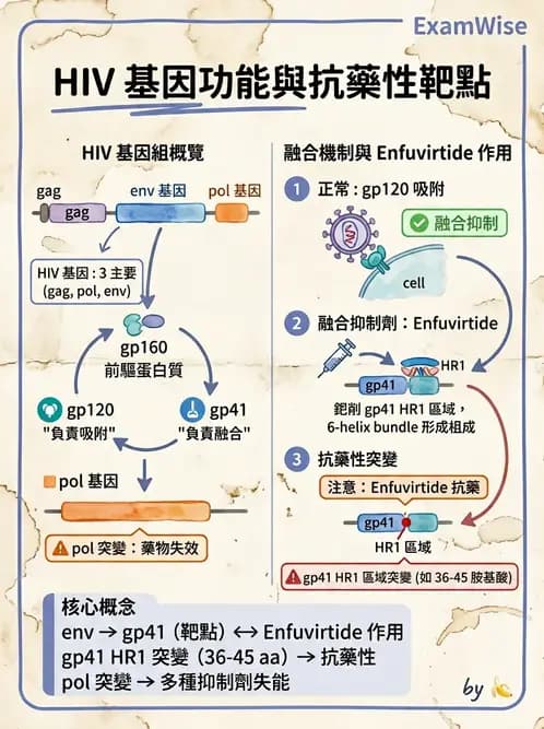 醫檢師 - 反轉錄病毒(HIV/HTLV) - AI 圖文解析預覽