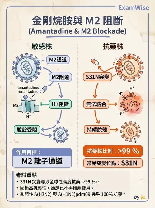 醫檢師 - 正黏液病毒科(流感) - AI 圖文解析預覽