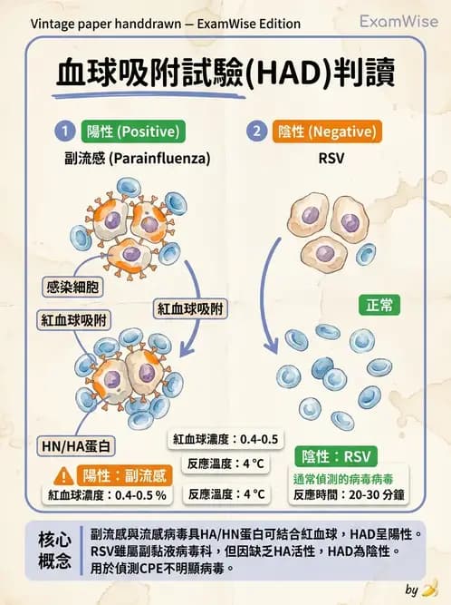 醫檢師 - 病毒檢驗技術 - AI 圖文解析預覽