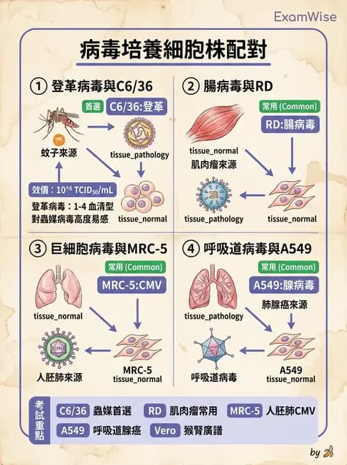 醫檢師 - 病毒檢驗技術 - AI 圖文解析預覽