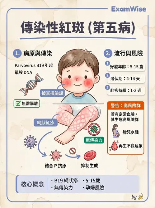 醫檢師 - 細小病毒與多瘤病毒 - AI 圖文解析預覽