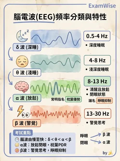 醫檢師 - 腦電圖檢查 - AI 圖文解析預覽