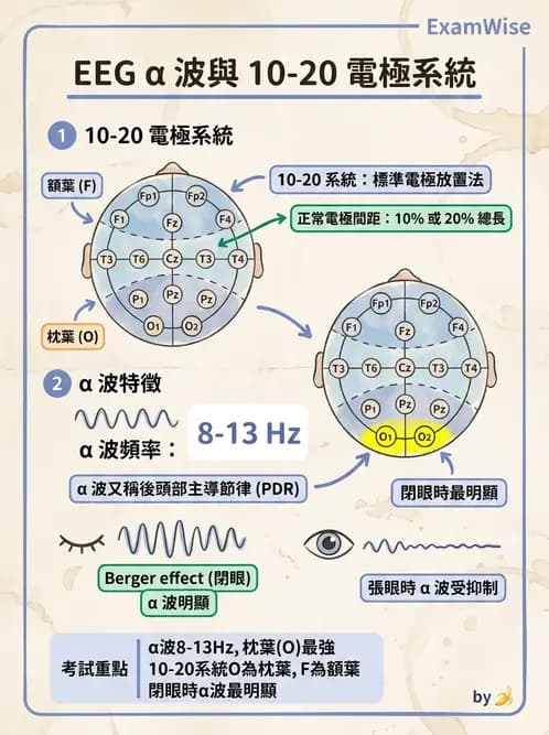 醫檢師 - 腦電圖檢查 - AI 圖文解析預覽