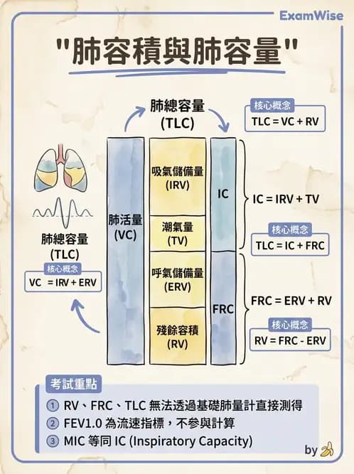 醫檢師 - 肺功能基礎與指標 - AI 圖文解析預覽