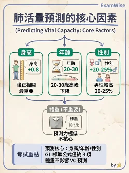 醫檢師 - 肺功能基礎與指標 - AI 圖文解析預覽