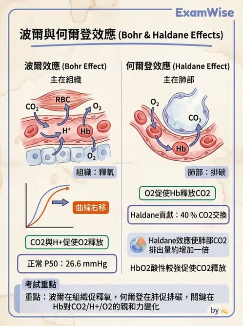 醫檢師 - 肺功能判讀與氣體交換 - AI 圖文解析預覽