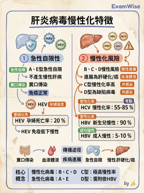 醫檢師 - 感染 - AI 圖文解析預覽