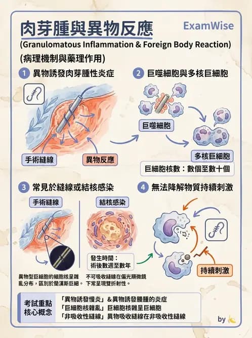 醫檢師 - 細胞傷害、發炎與修復 - AI 圖文解析預覽