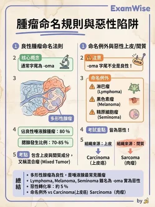 醫檢師 - 腫瘤概論 - AI 圖文解析預覽