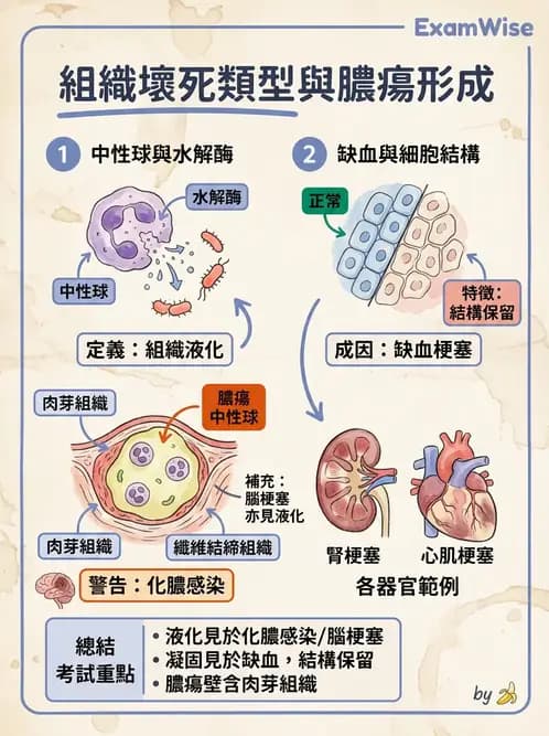 醫檢師 - 細胞傷害、發炎與修復 - AI 圖文解析預覽