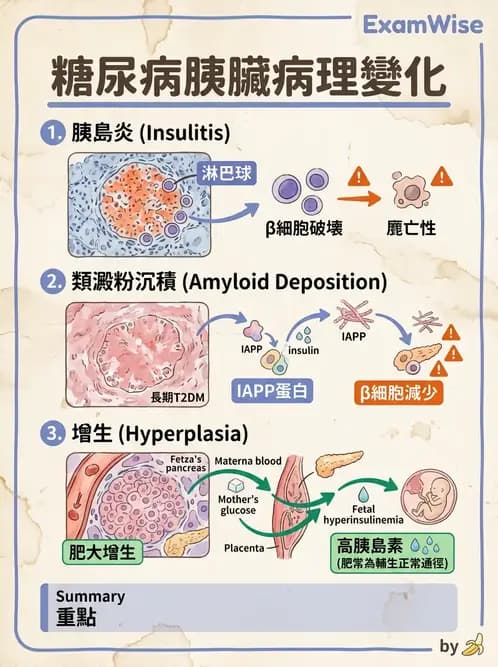 醫檢師 - 內分泌疾病 - AI 圖文解析預覽