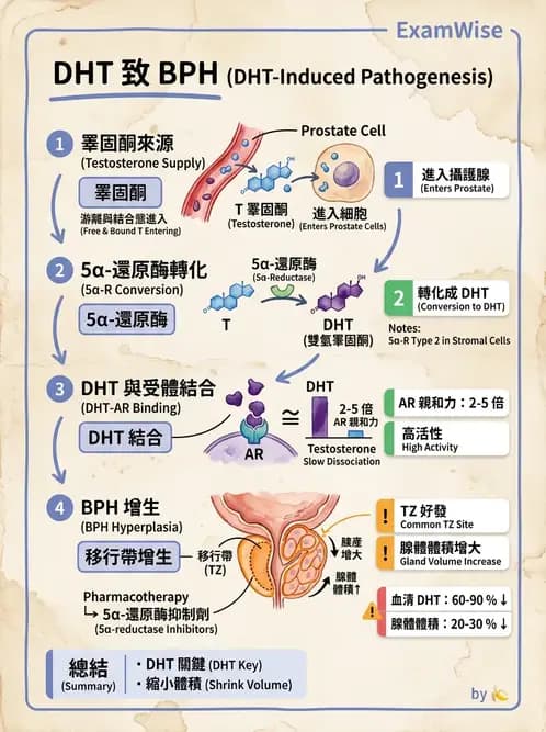 醫檢師 - 腎臟泌尿及男性生殖疾病 - AI 圖文解析預覽