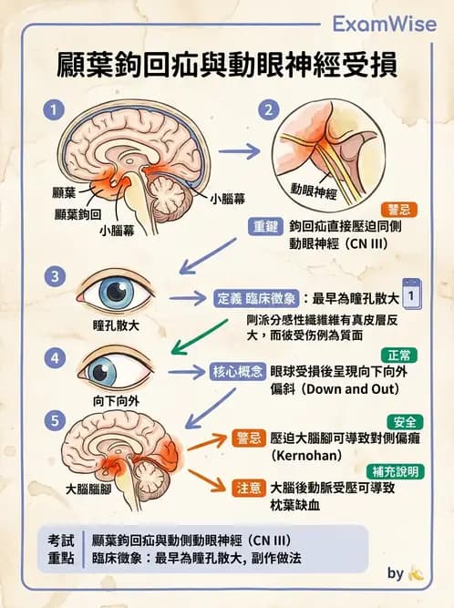 醫檢師 - 神經系統疾病 - AI 圖文解析預覽