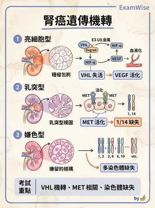 醫檢師 - 腎臟泌尿及男性生殖疾病 - AI 圖文解析預覽