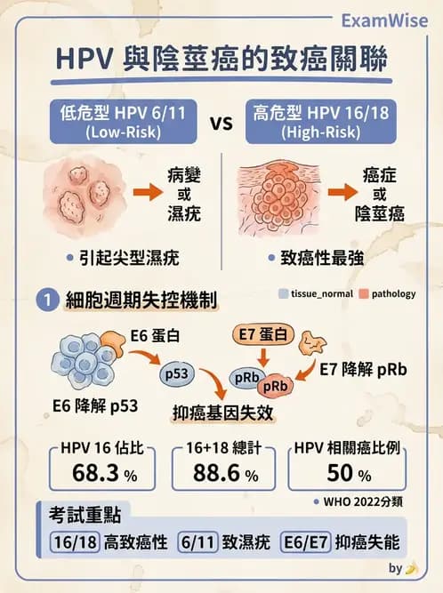 醫檢師 - 腎臟泌尿及男性生殖疾病 - AI 圖文解析預覽