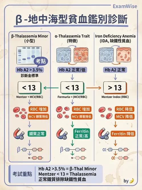 醫檢師 - 溶血性貧血與血色素病變 - AI 圖文解析預覽