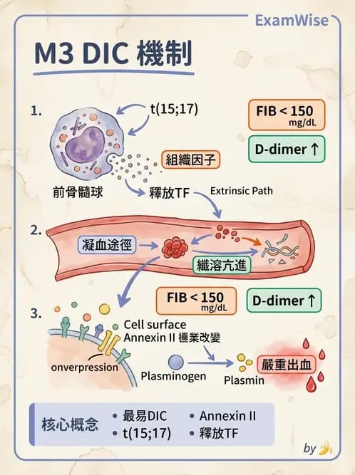 醫檢師 - 急性白血病 - AI 圖文解析預覽