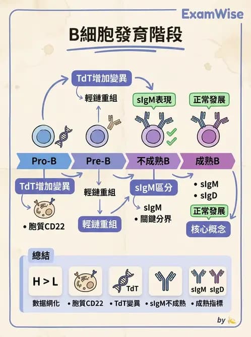 醫檢師 - 白血球生理與形態 - AI 圖文解析預覽