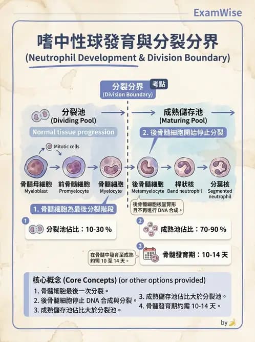 醫檢師 - 白血球生理與形態 - AI 圖文解析預覽