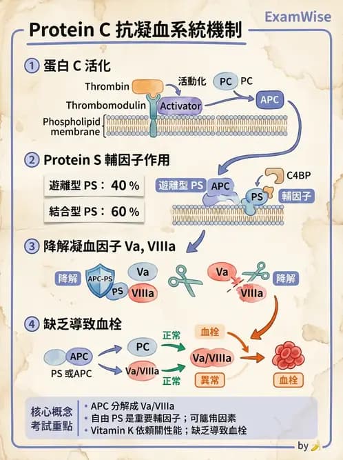 醫檢師 - 血栓性疾病與抗凝治療監測 - AI 圖文解析預覽