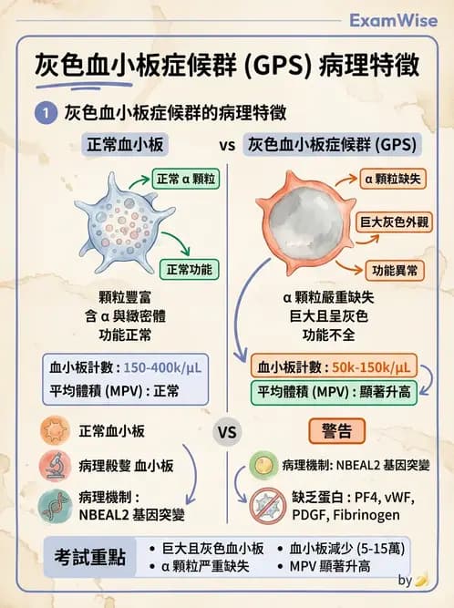 醫檢師 - 血小板與止血生理 - AI 圖文解析預覽
