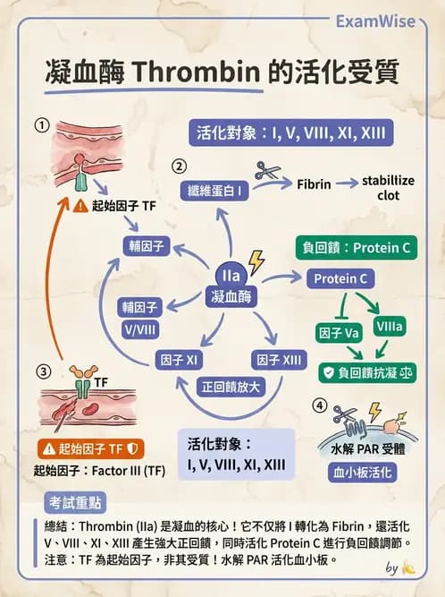 醫檢師 - 凝血因子與凝血檢驗 - AI 圖文解析預覽