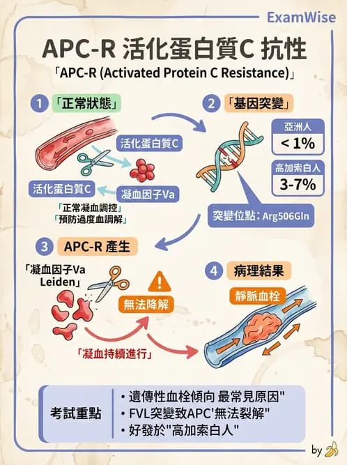 醫檢師 - 血栓性疾病與抗凝治療監測 - AI 圖文解析預覽