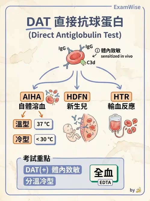 醫檢師 - 血液成分製備與輸血檢查 - AI 圖文解析預覽