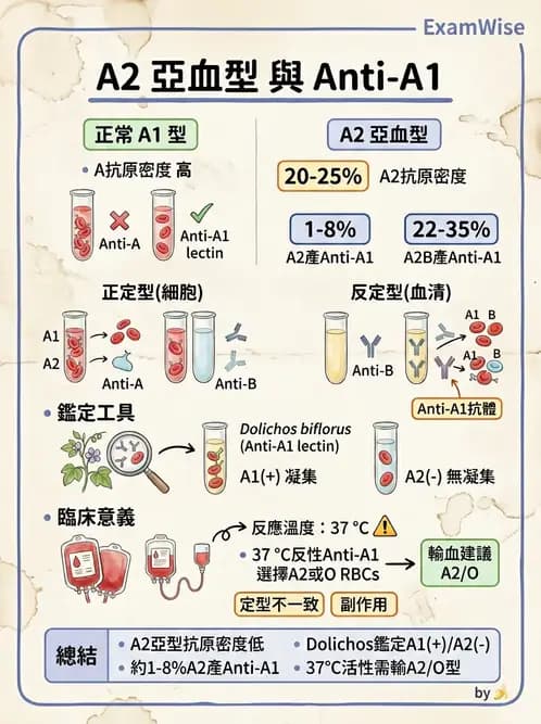 醫檢師 - 紅血球抗原與血型系統 - AI 圖文解析預覽