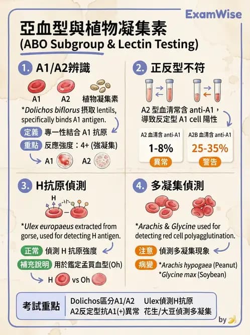 醫檢師 - 紅血球抗原與血型系統 - AI 圖文解析預覽