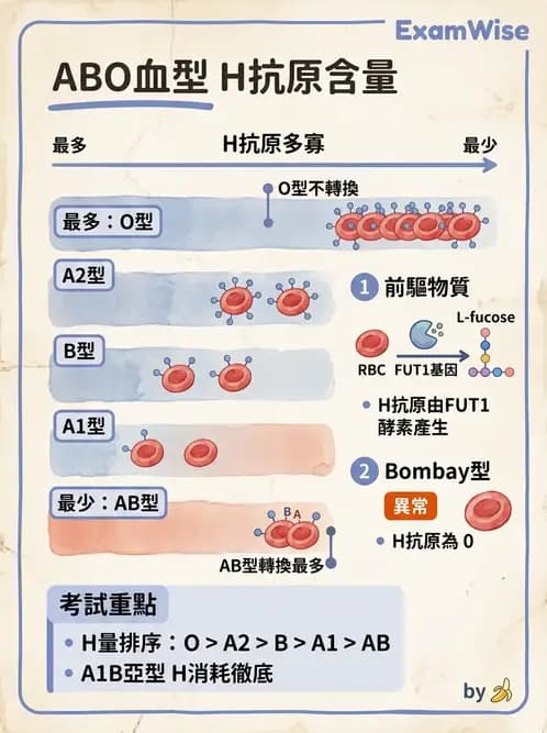 醫檢師 - 紅血球抗原與血型系統 - AI 圖文解析預覽